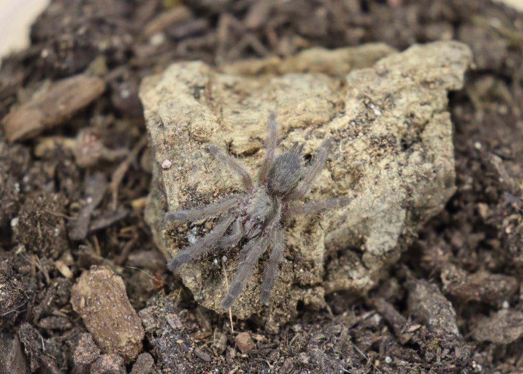 Tapinauchenius Rasti (Caribbean Diamond Tarantula)