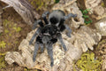 Grammostola Quirogai (Uruguayan Black Beauty)