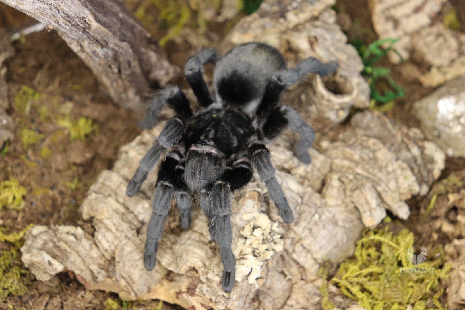 Grammostola Quirogai (Uruguayan Black Beauty)