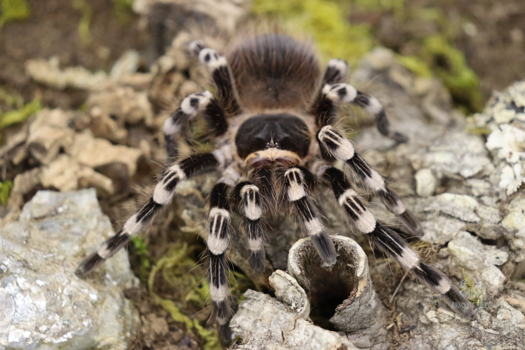 Acanthoscurria Geniculata (Brazilian White Knee Tarantula)