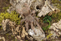 Nhandu Tripepii (Brazilian Giant Blonde Tarantula)