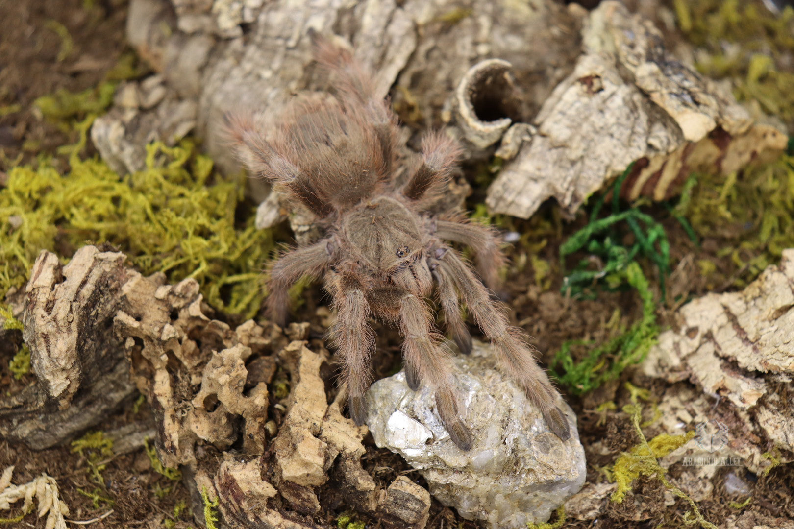 Nhandu Tripepii (Brazilian Giant Blonde Tarantula)