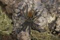 Pterinochilus Murinus (Orange Baboon Tarantula) FREE ON ORDERS OVER $100