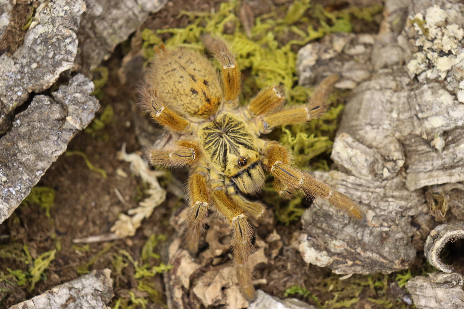 Pterinochilus Murinus
(Orange Baboon Tarantula)