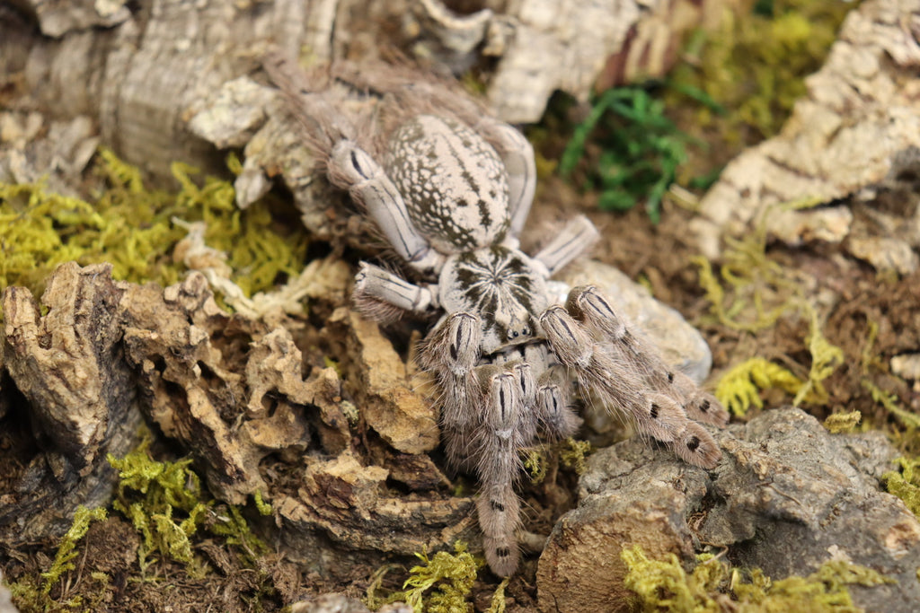 Heteroscodra Maculata (Togo Starburst Baboon Tarantula)