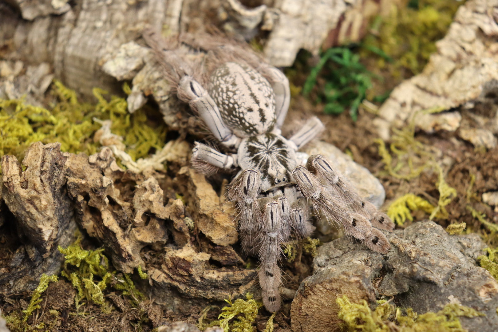 Heteroscodra Maculata (Togo Starburst Baboon Tarantula)