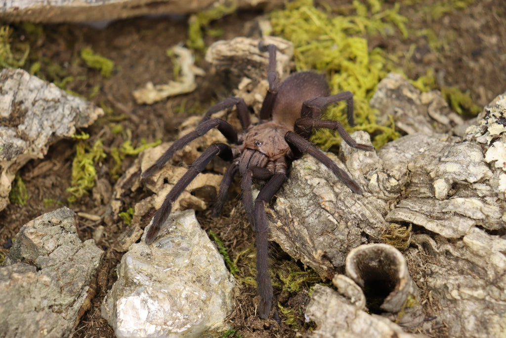 Orphanaecus Sp Marinduque Purple Tarantula