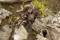 Orphanaecus Sp Marinduque Purple Tarantula