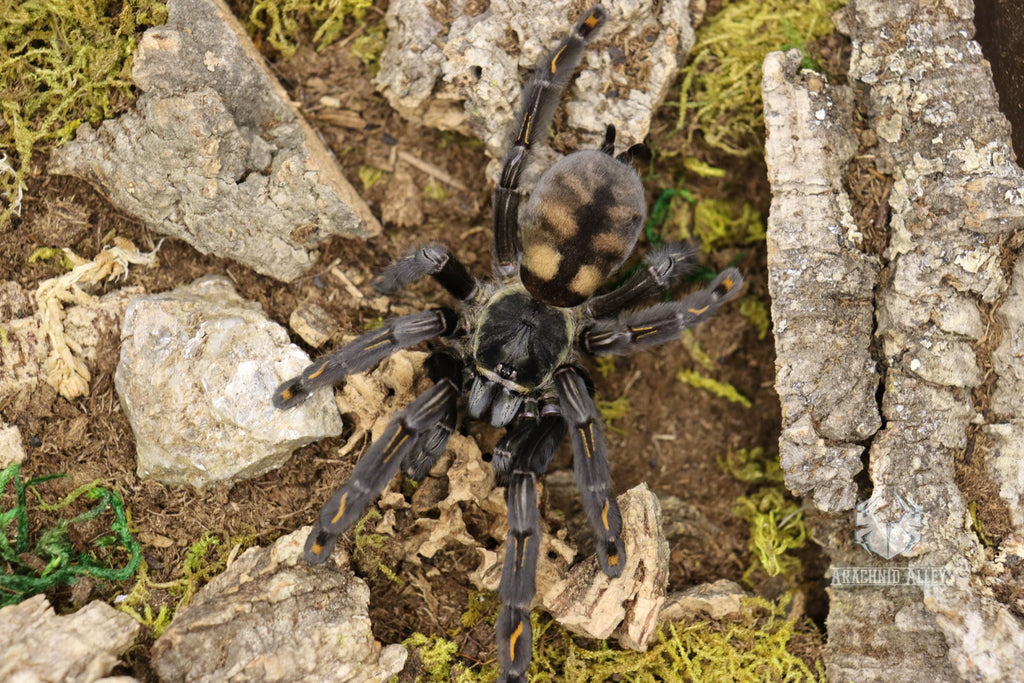 Psalmopeous Irminia (Venezuelan Suntiger Tarantula)