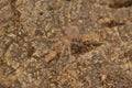 Homoeomma Chilense (Chilean Dwarf Flame Tarantula)