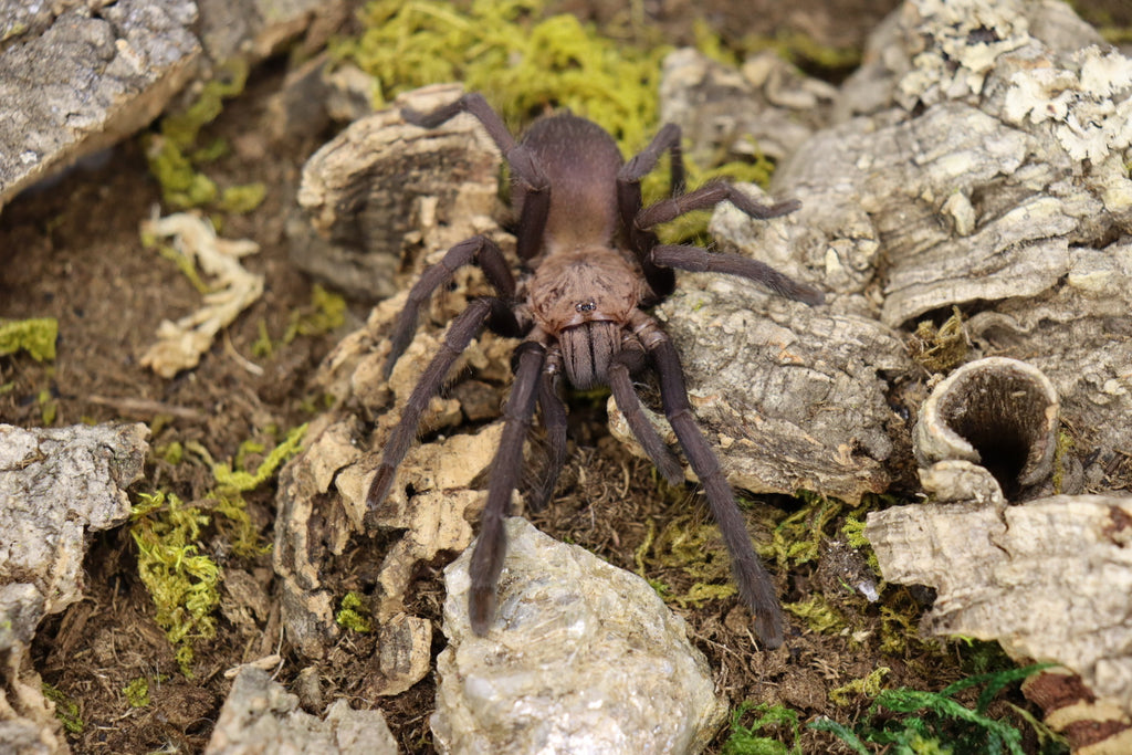 Orphanaecus Sp Marinduque Purple Tarantula