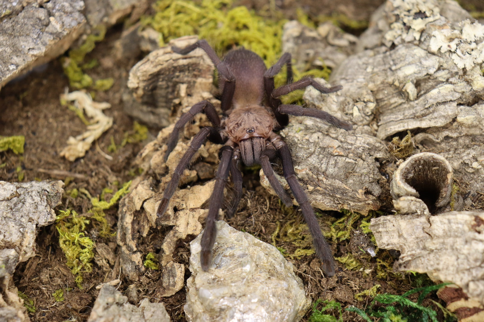 Orphanaecus Sp Marinduque Purple Tarantula