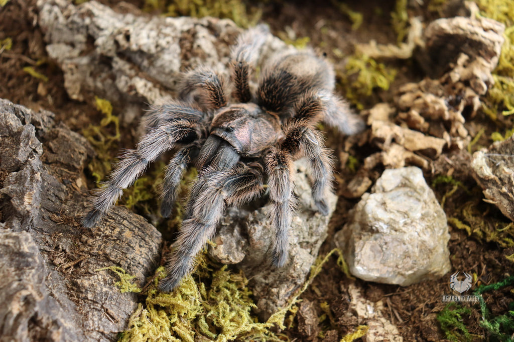 Grammostola Rosea NCF (Chilean Rose Hair Tarantula)