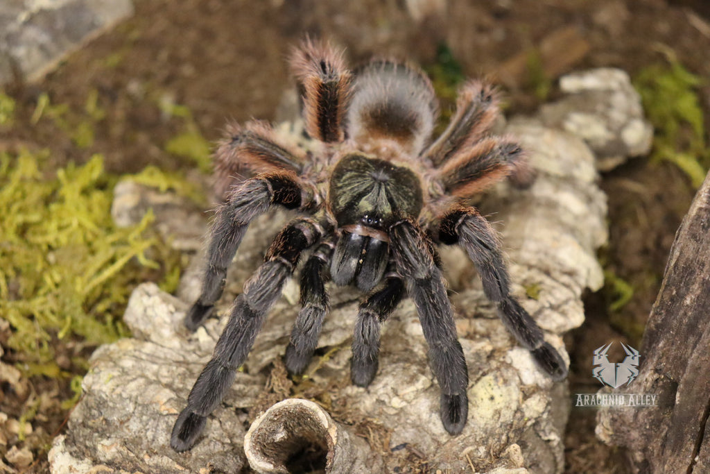 Psalmopoeous Victori (Darth Maul Tarantula)