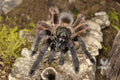Psalmopoeous Victori (Darth Maul Tarantula)
