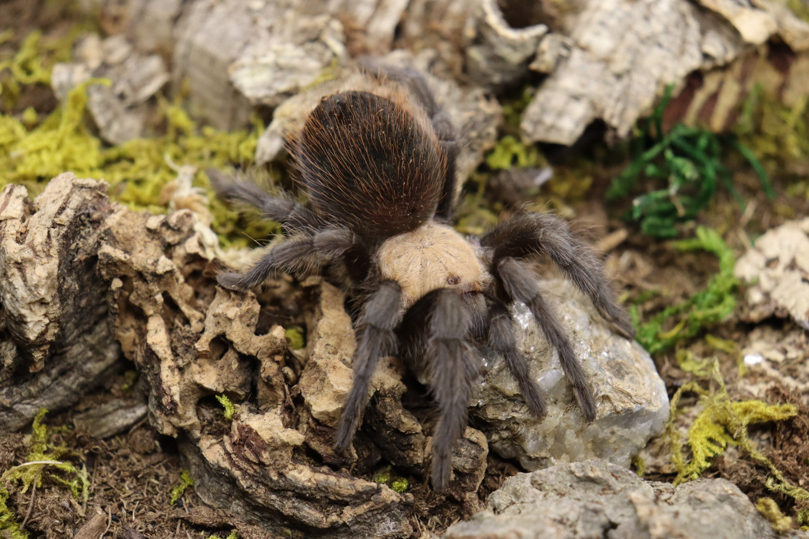Brachypelma Albiceps (Mexican Golden Red Rump Tarantula)