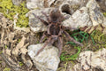 Acanthoscurria Simoensi (Manaus Black & Gold Tarantula)