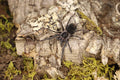 Phormictopus Cancerides (Hispaniolan Giant Tarantula)