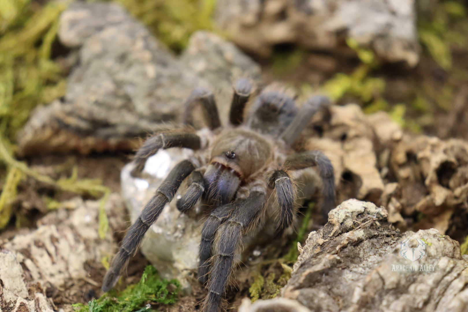 Aphonopelma Burica (Costa Rican Blue Front Tarantula)