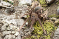 Theraphosa Apophysis (Pinkfoot Goliath Bird Eating Tarantula)