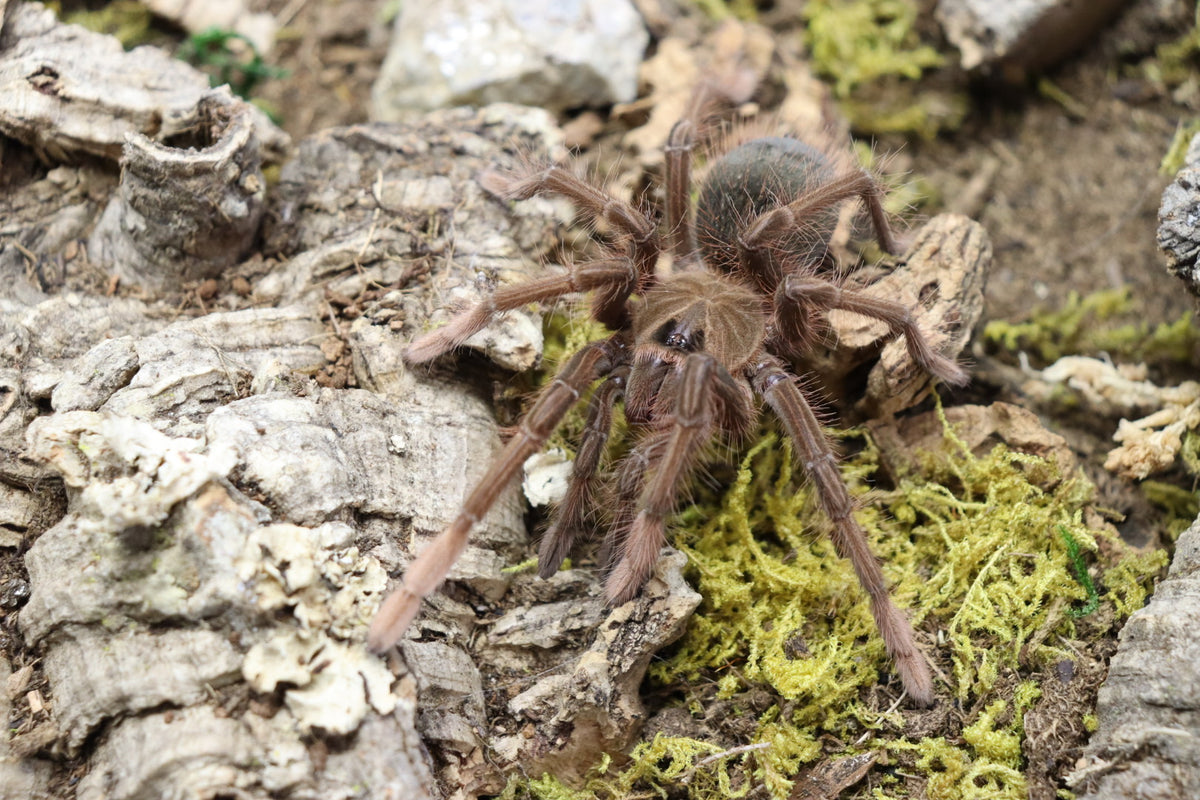 Theraphosa Apophysis (Pinkfoot Goliath Bird Eating Tarantula)