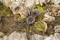 Lasiodora Parahybana (Salmon Pink Birdeater Tarantula)
