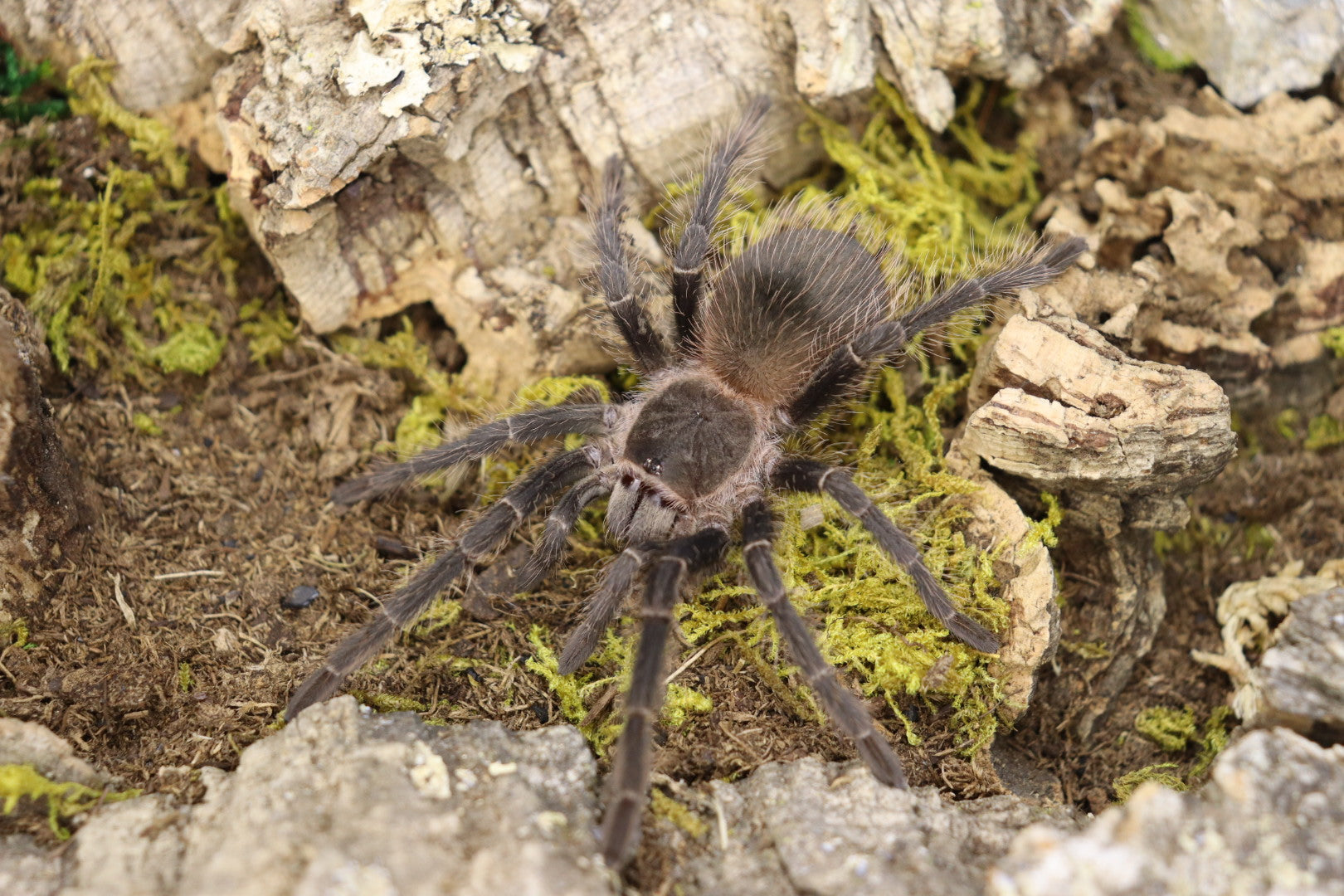 Lasiodora Parahybana (Salmon Pink Birdeater Tarantula)