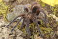 Pamphobeteus Machala (Ecuadorian Purple Bloom Tarantula)