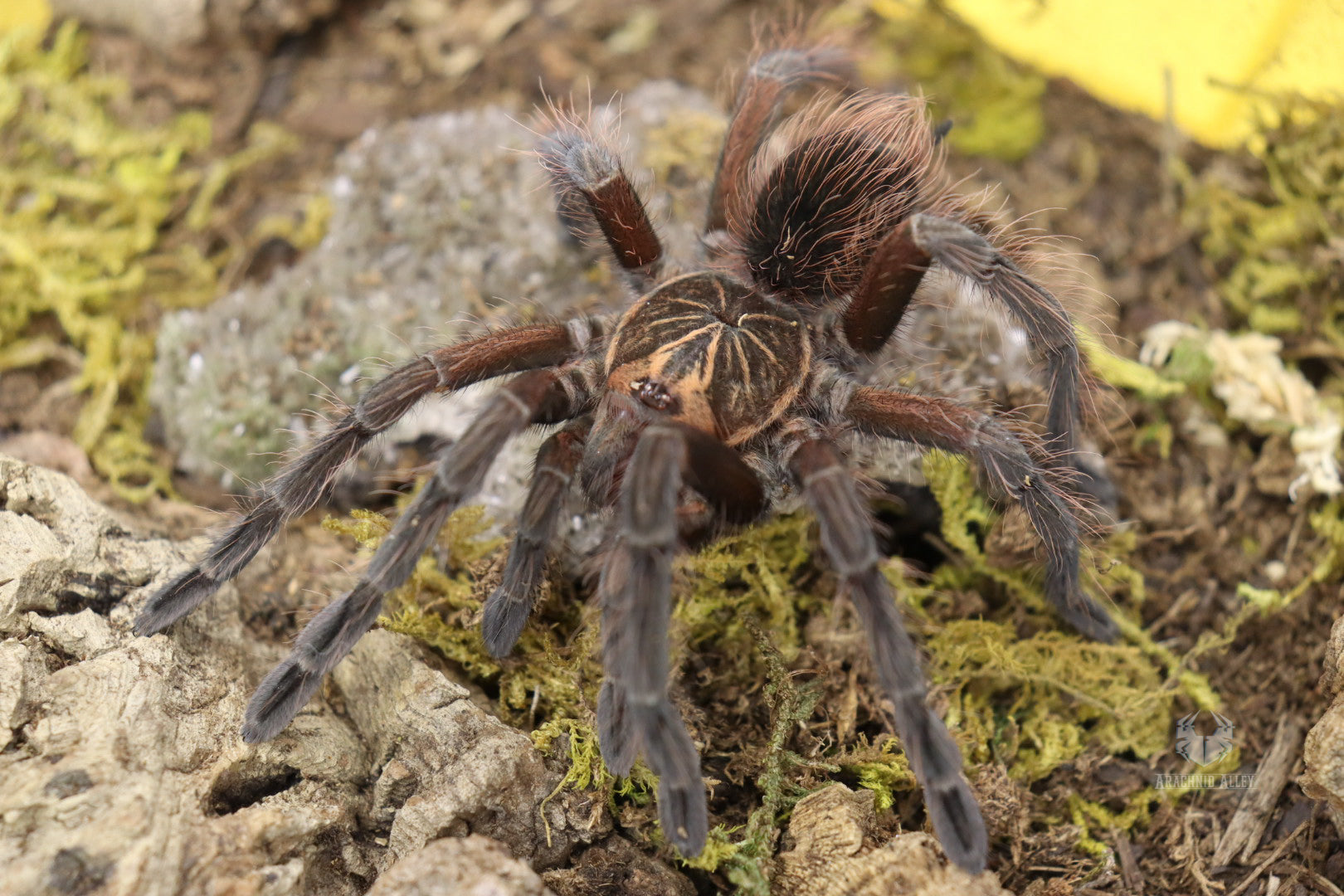 Pamphobeteus Machala (Ecuadorian Purple Bloom Tarantula)
