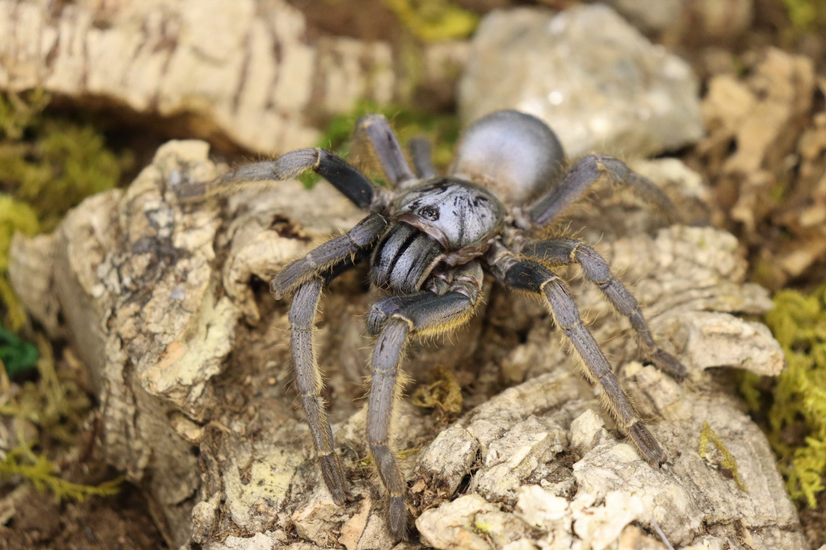 Ornithoctoninae sp Vietnam Silver Tarantula