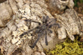 Psalmopeous Cambridgei (Trinidad Cheveron Tarantula)