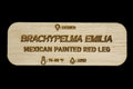 Brachypelma Emilia Tarantula Name Tag