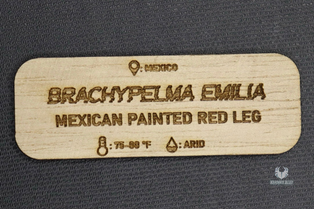 Brachypelma Emilia Tarantula Name Tag