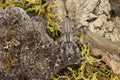 Poecilotheria Regalis (Indian Ornamental Tarantula)