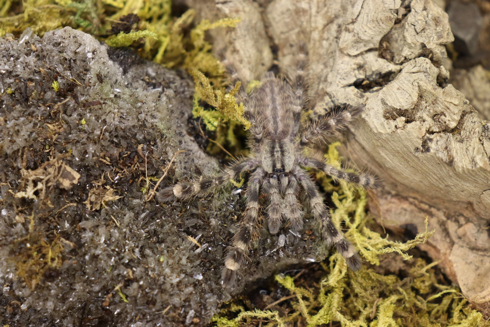 Poecilotheria Regalis (Indian Ornamental Tarantula)
