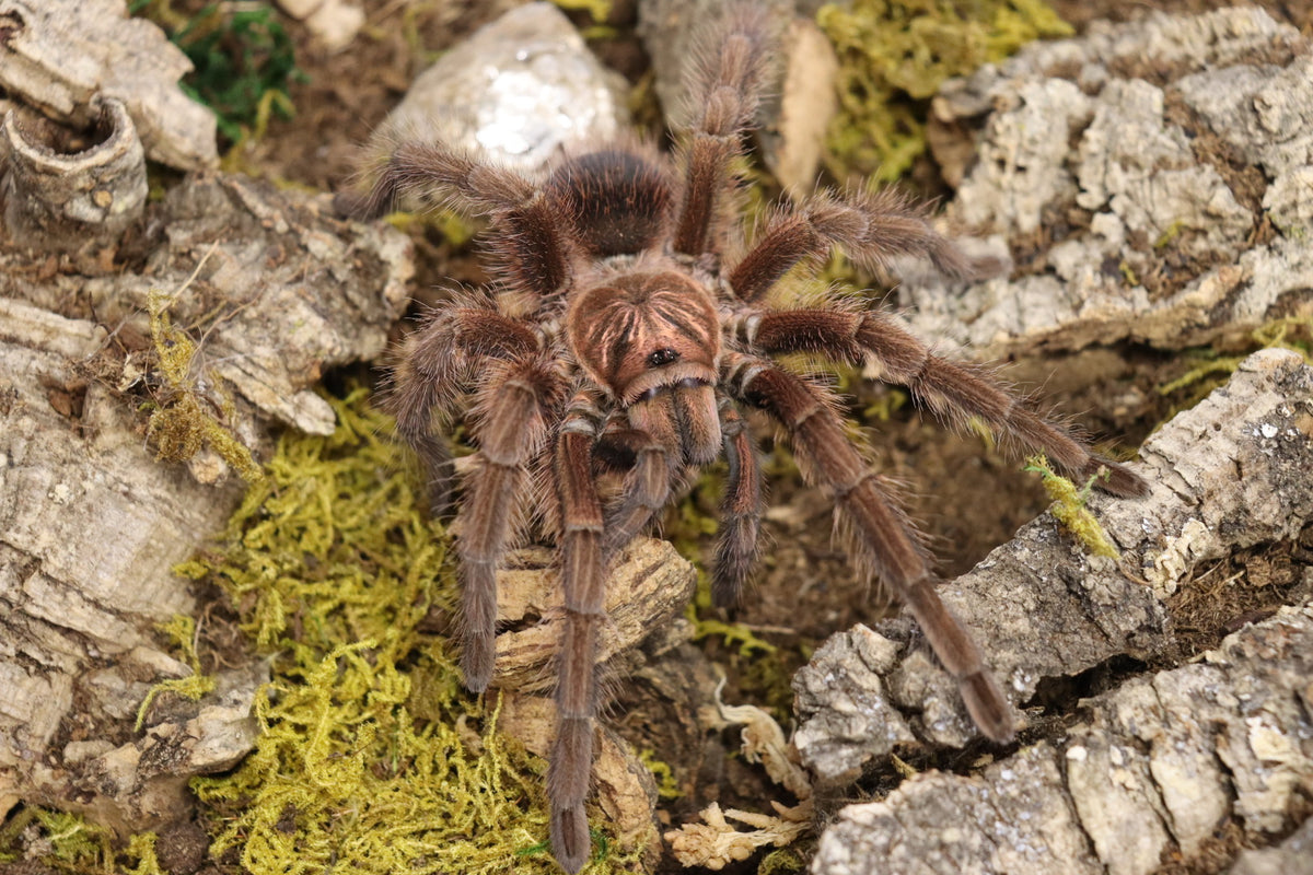 Phormictopus Cancerides (Hispaniolan Giant Tarantula)