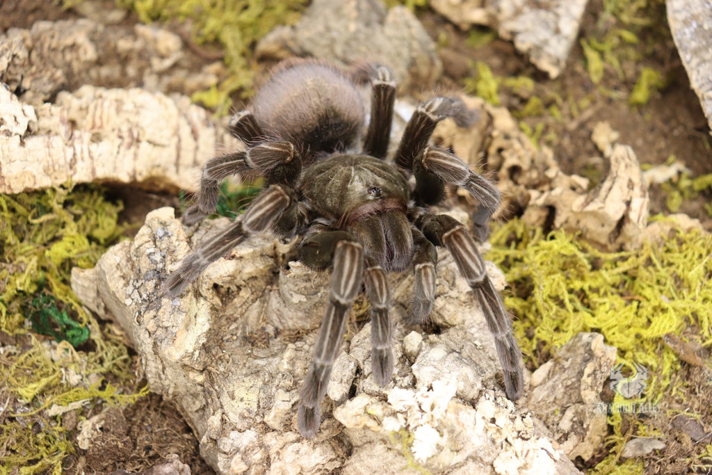 Pamphobeteus Machala (Ecuadorian Purple Bloom Tarantula)