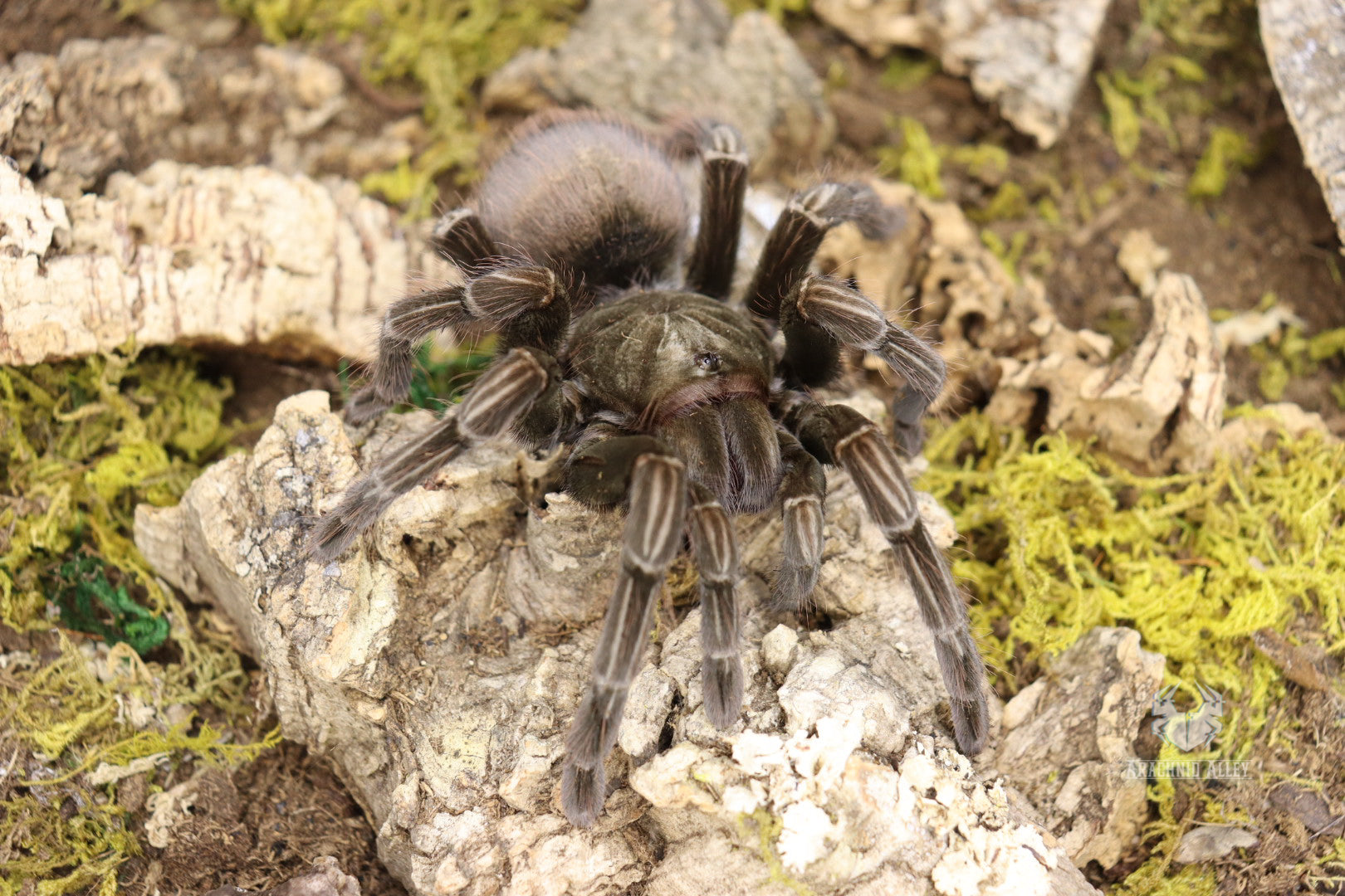 Pamphobeteus Machala (Ecuadorian Purple Bloom Tarantula)