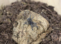 Cyriopagopus Minax (Thai Black Tarantula)