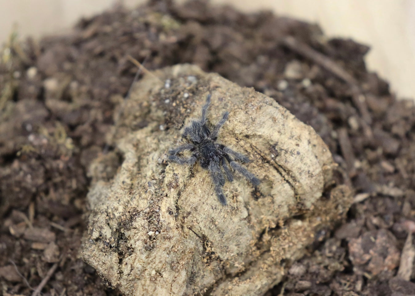 Cyriopagopus Minax (Thai Black Tarantula)