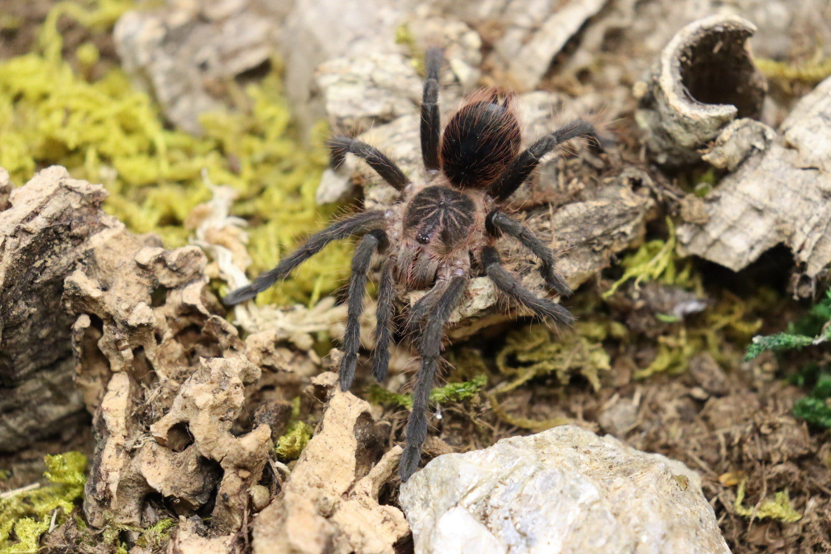 Pamphobeteus Fortis (Colombian Giant Copperhead Tarantula)