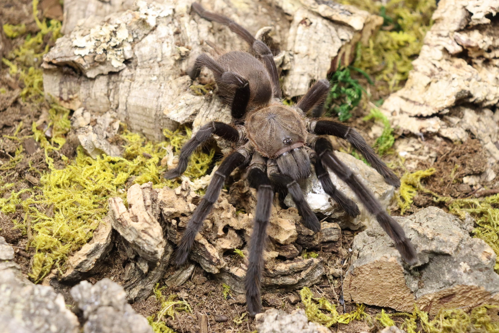 Chilobrachys sp. "Kaeng Krachan" (Dark Earth Tiger Tarantula)