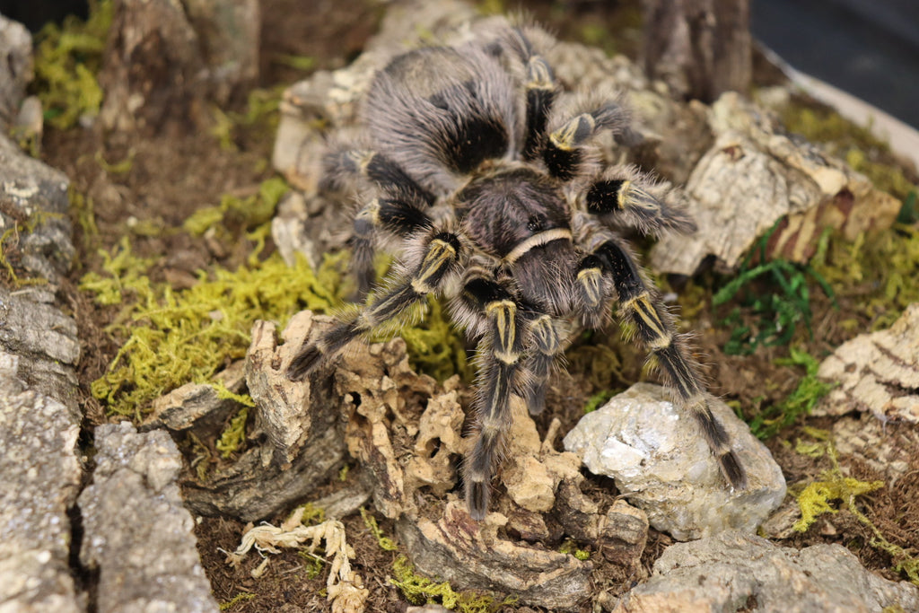Grammostola Pulchripes (Chaco Golden Knee Tarantula)