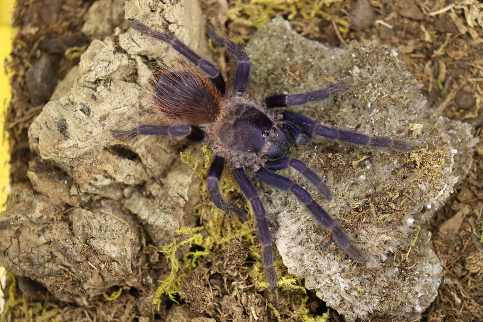 Lasiocyano Sazimai (Brazilian Blue Tarantula)