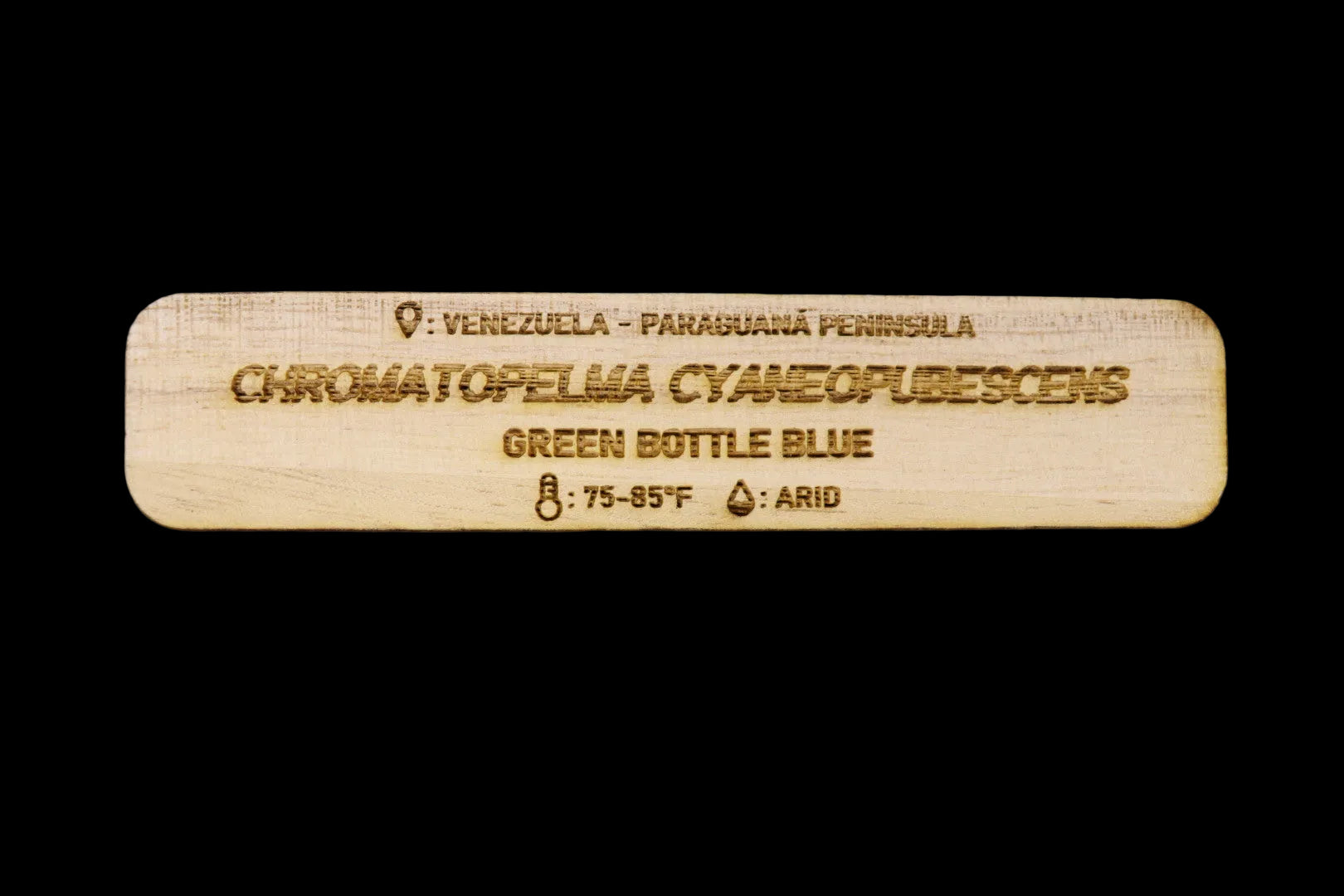 Chromatopelma Cyaneopubescens Tarantula Name Tag