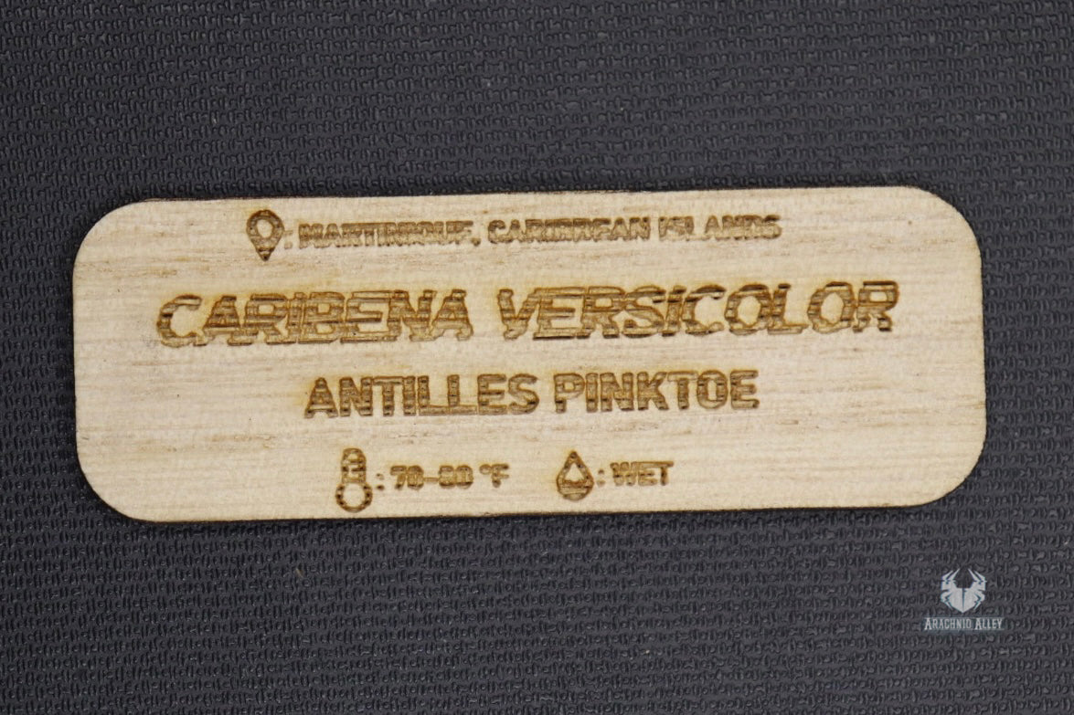 Caribena Versicolor Name Tag
