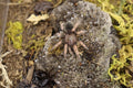 Brachypelma Boehmei (Mexican Fireleg Tarantula)