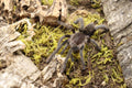 Hysterocrates Gigas (Cameroon Red Baboon Tarantula)