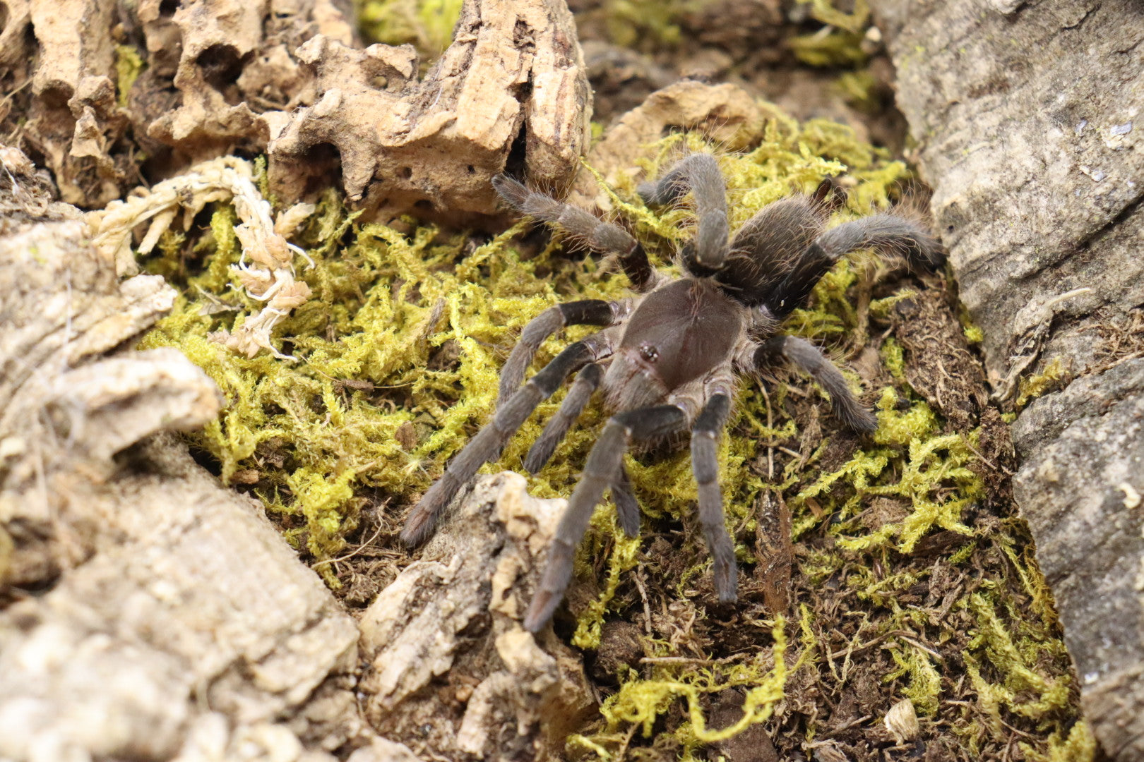 Hysterocrates Gigas (Cameroon Red Baboon Tarantula)