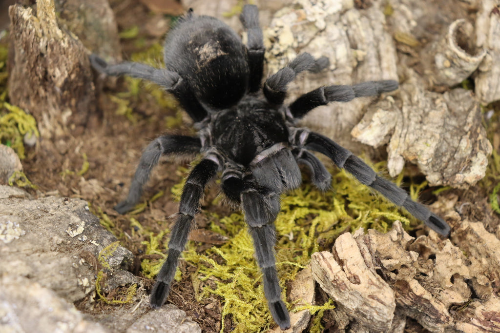 Grammostola Pulchra (Brazilian Black Tarantula)